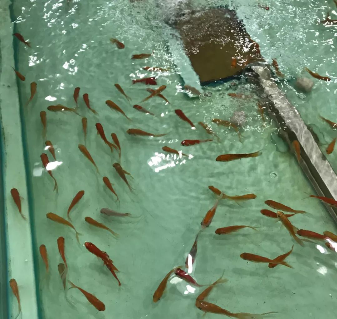 重庆主城遛娃商场,成都城南遛娃免费