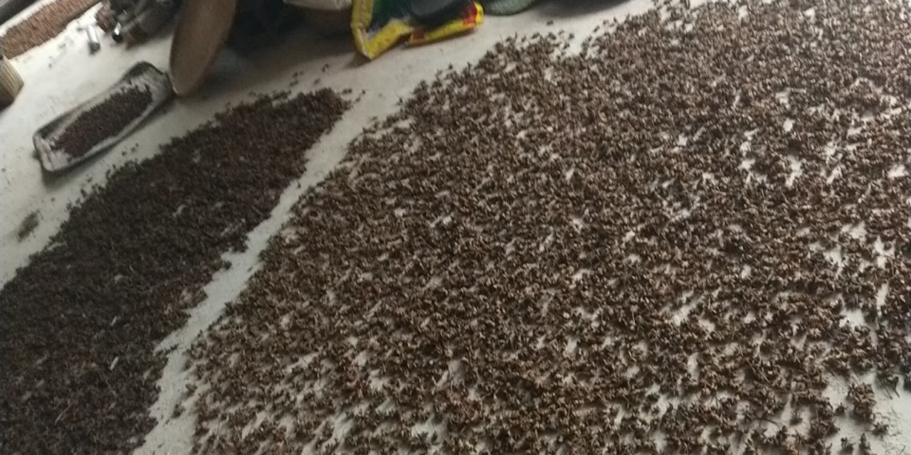 我的母亲散文朗读,回忆我的母亲散文