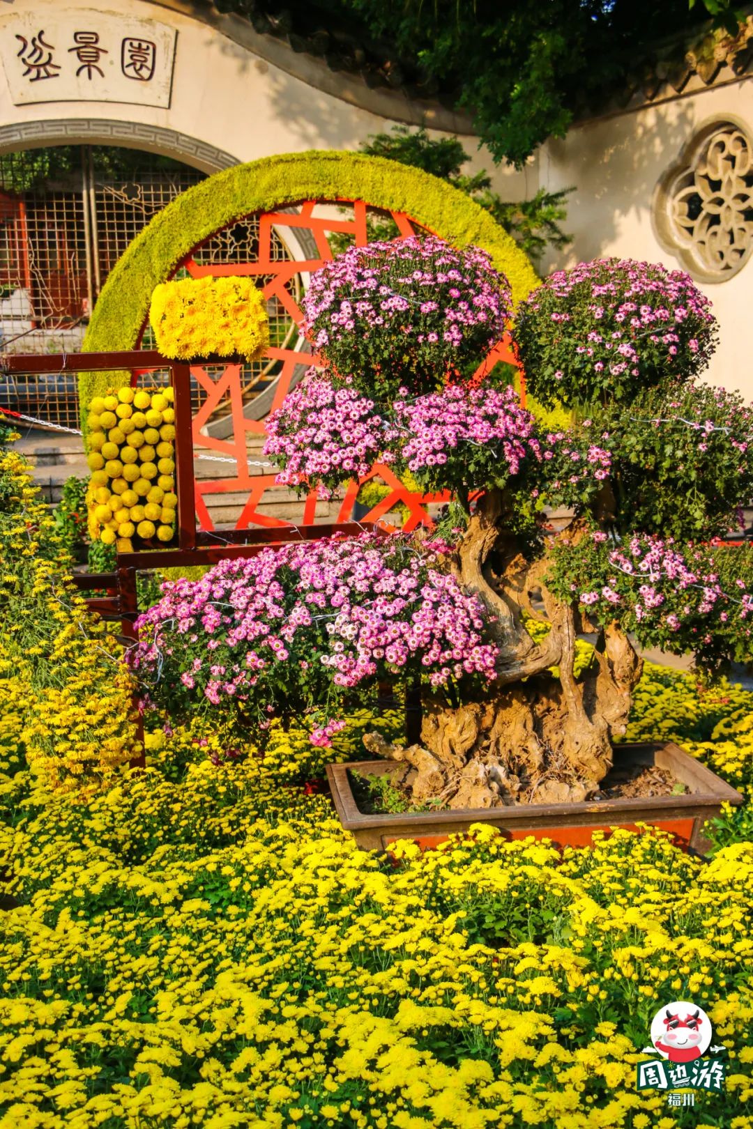 福州菊花展21年还有吗,福州西湖菊花展人山人海