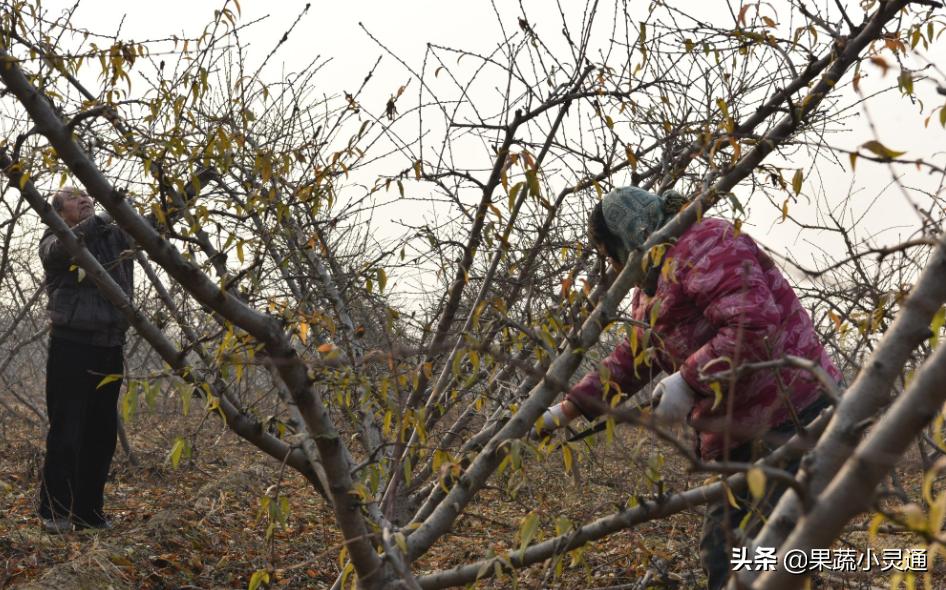 萘乙酸预防桃细菌性穿孔病的原理,桃穿孔病最佳防治时间