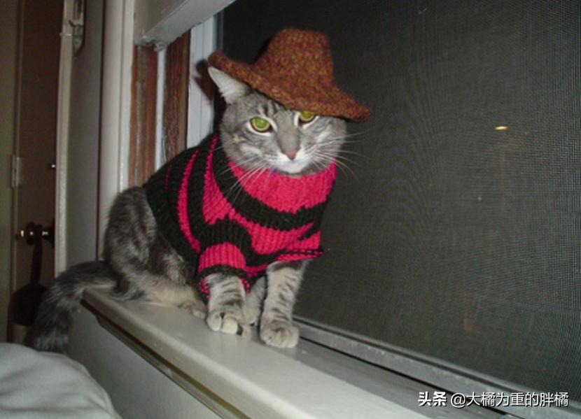 猫咪抗拒洗澡怎么给猫咪洗澡,猫咪抗拒洗澡怎么办