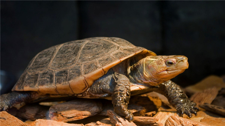 乌龟不吃食趴缸是什么原因,乌龟现在不吃食是什么原因