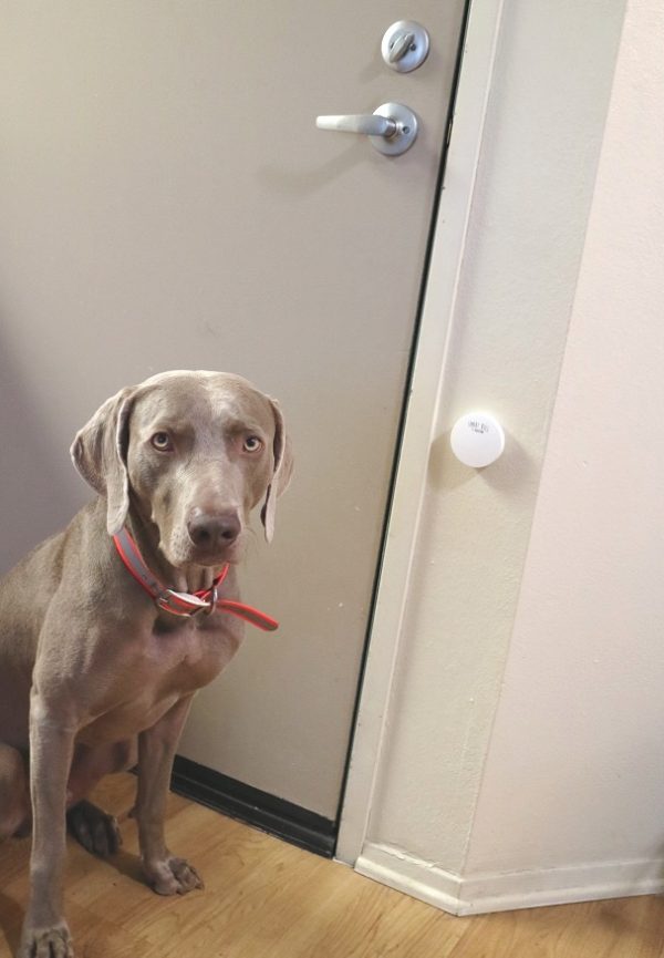 狗狗见狗就咬怎么纠正,狗看到陌生人就乱叫如何制止