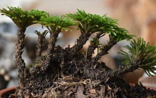 农村小野草“九死还魂”，缺水成枯草，遇水就复活，如今成高档货