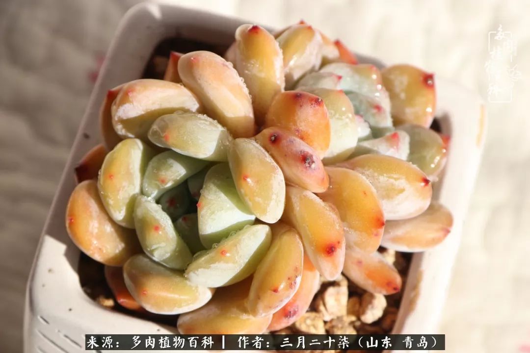 有多肉，有狗狗，给生活多一点惊喜