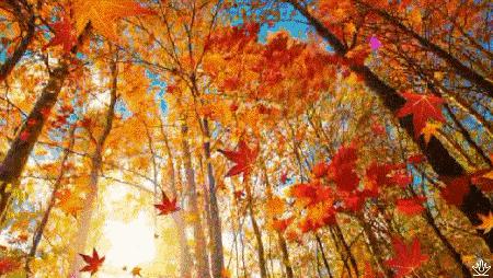 秋季约上三五好友一起去露营烧烤,来延边开始秋天的旅行