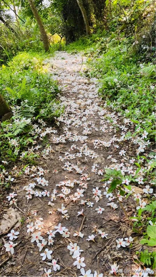 中毒or中暑，36度高温带两女生徒步，中道而退之登云-恩顶水库。