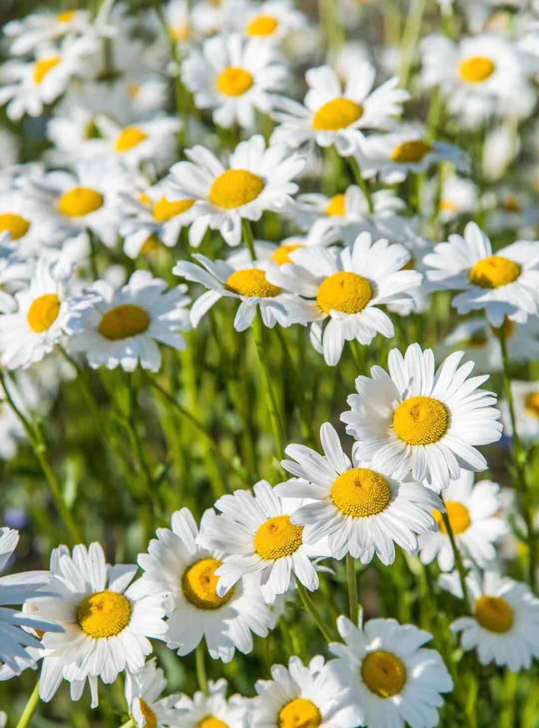 小学一年级语文下册14课要下雨了,一年级下册语文13课要下雨了教案