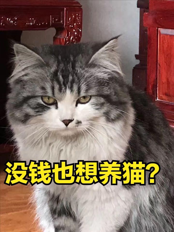 养猫人过年回家应该准备些什么,养猫前需要买些什么