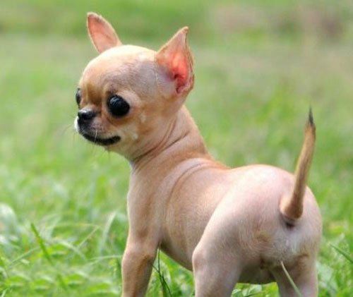 宠物狗小型犬品种排名大全及图片,性格温顺的小型犬有哪些