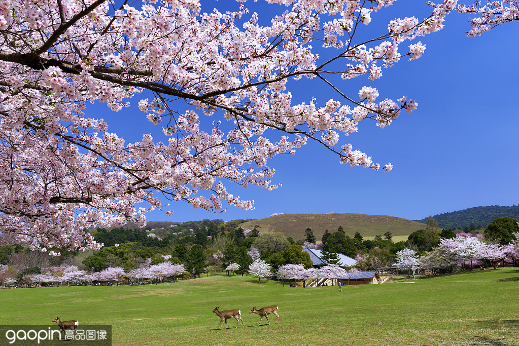 樱花季京都樱花,京都樱花季节是什么时候