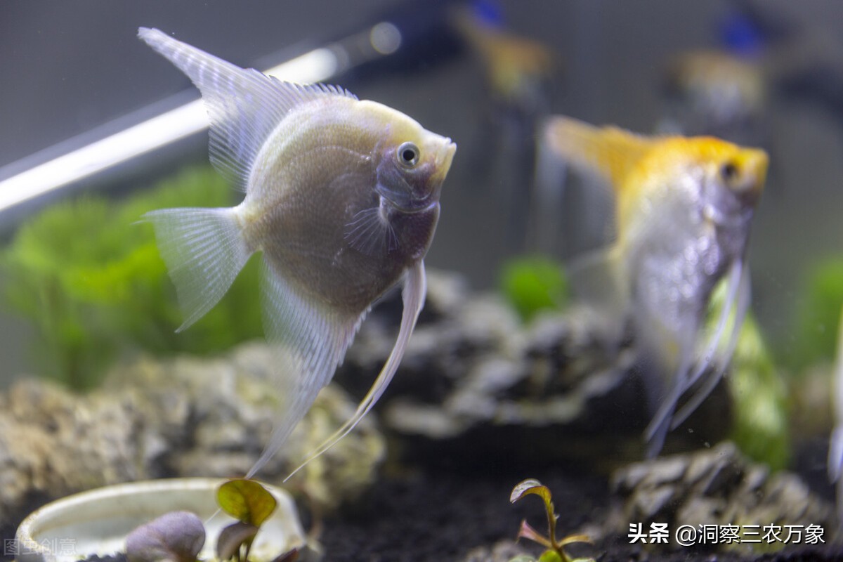 鱼贩子养鱼不死鱼的三个绝招,养鱼不死鱼的三个绝招小视频