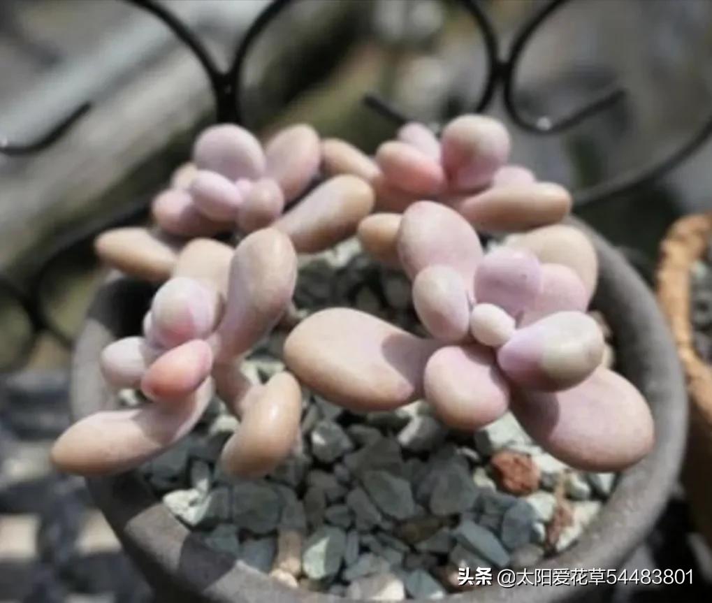 春天多肉容易长虫子吗,春季多肉要预防虫吗