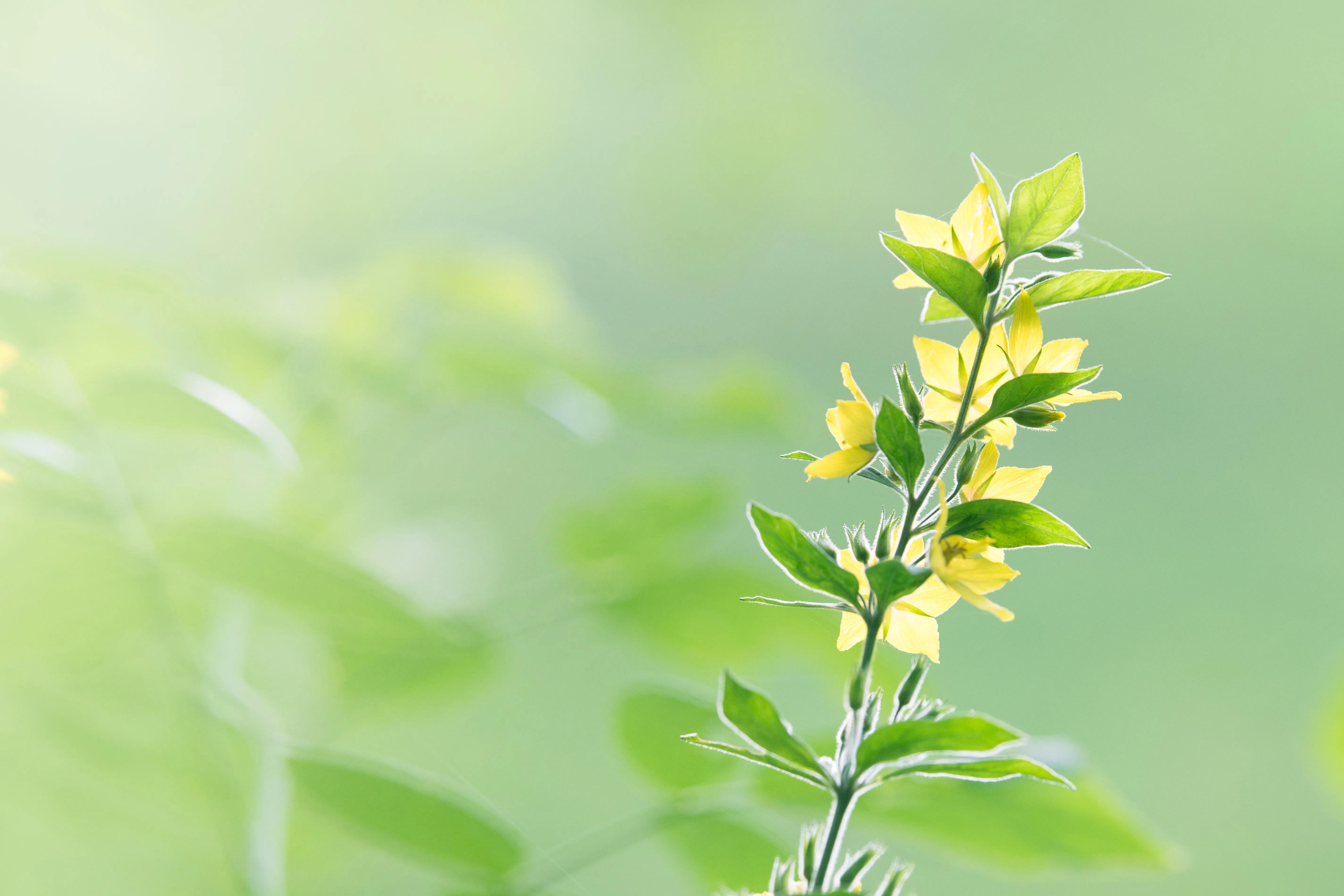 再来一波动态壁纸,再来一波风景壁纸