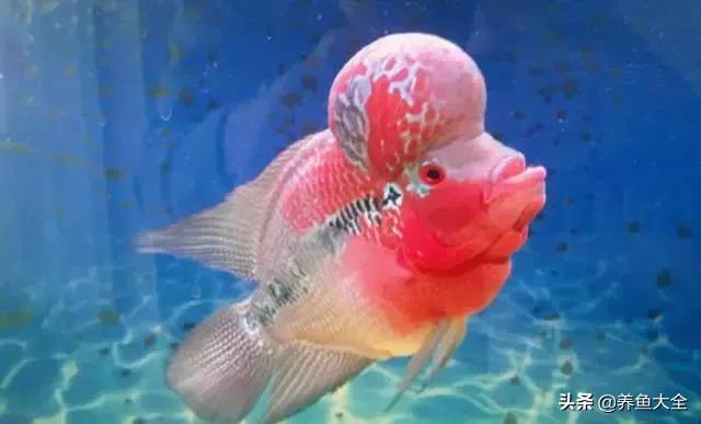 观赏鱼生病的症状及治疗方法,观赏鱼生病了可以用呋喃西林吗