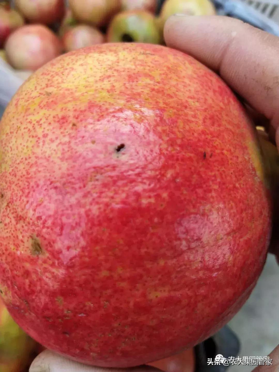 果实蝇对脐橙花有危害吗,果实蝇防治最有效方法