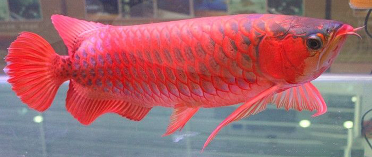 龙鱼水泡病可以下盐吗,龙鱼头部水泡怎么治疗