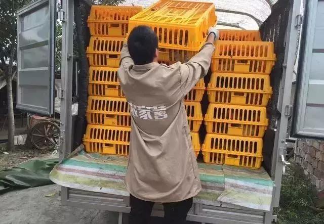 土鸡的销路怎么找,土鸡养殖如何挣钱