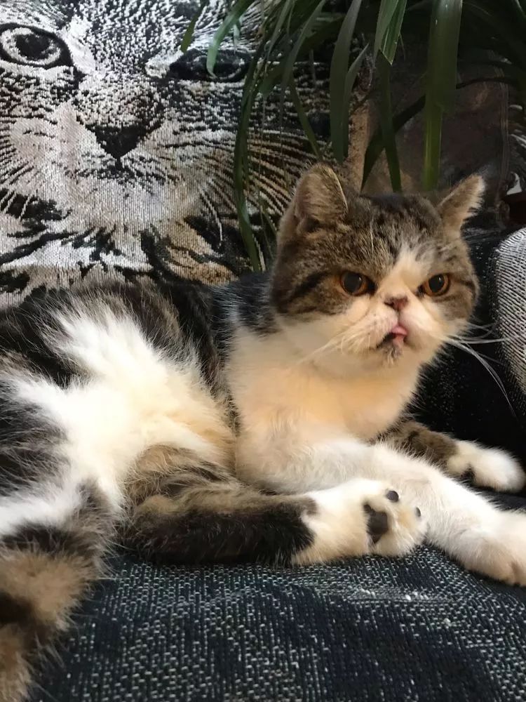 多肉名字怎么记,养多肉人的名字