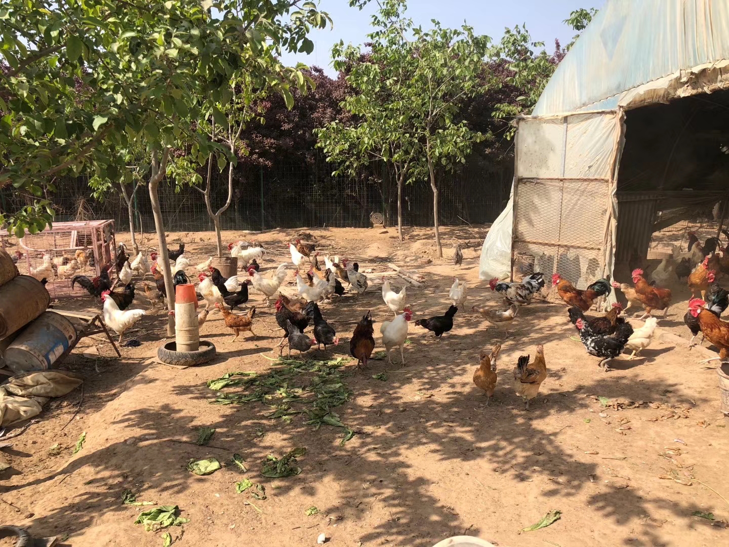 养鸡技术大全土鸡,土鸡养鸡盈利模式