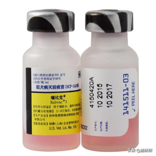 猫咪接种后精神不好应该注意什么,猫咪接种疫苗后腹泻怎么办