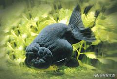 欣赏金鱼，缓解压力*星星论道