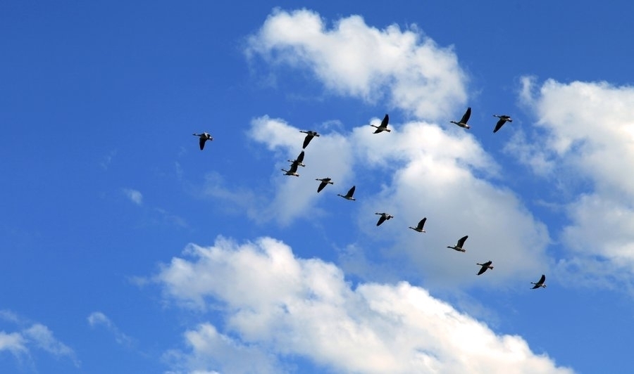 石门男人打女人事件,石门打鸟被抓