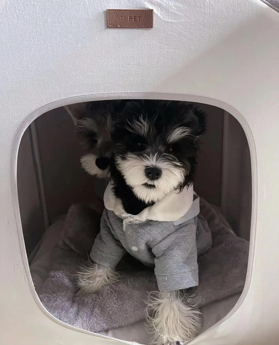 狗狗厌食的原因及解决办法,狗狗小时候不挑食长大开始挑食