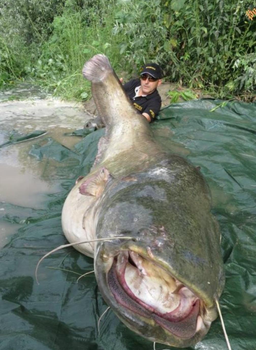 三峡大坝蓄水现在鱼有多大,三峡大坝建成后鱼类减少多少种