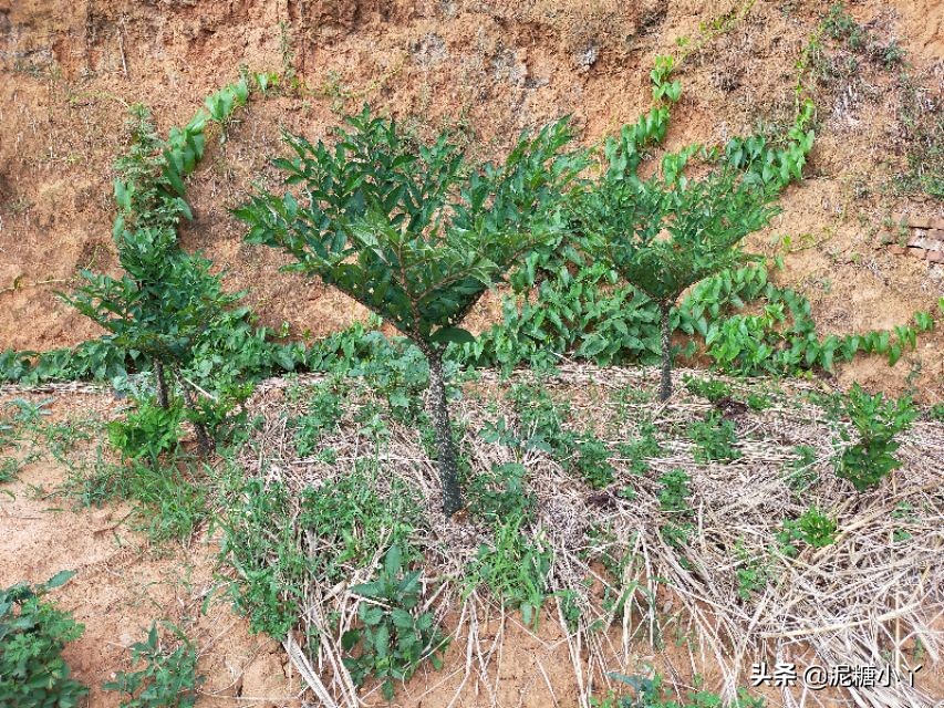 魔芋怎么生长最快,魔芋怎样长得快又大