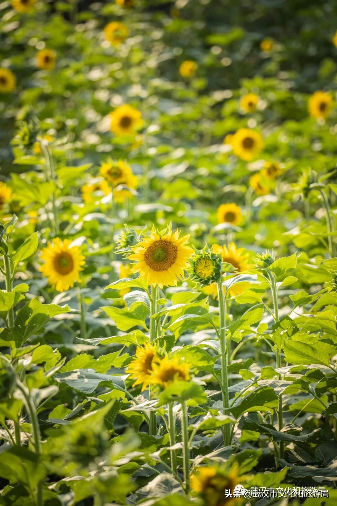 武汉向日葵花海在哪个区,武汉马鞍山向日葵花海