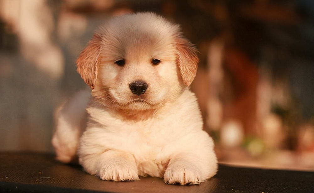 星期狗养狗,买狗攻略如何避免买到星期狗