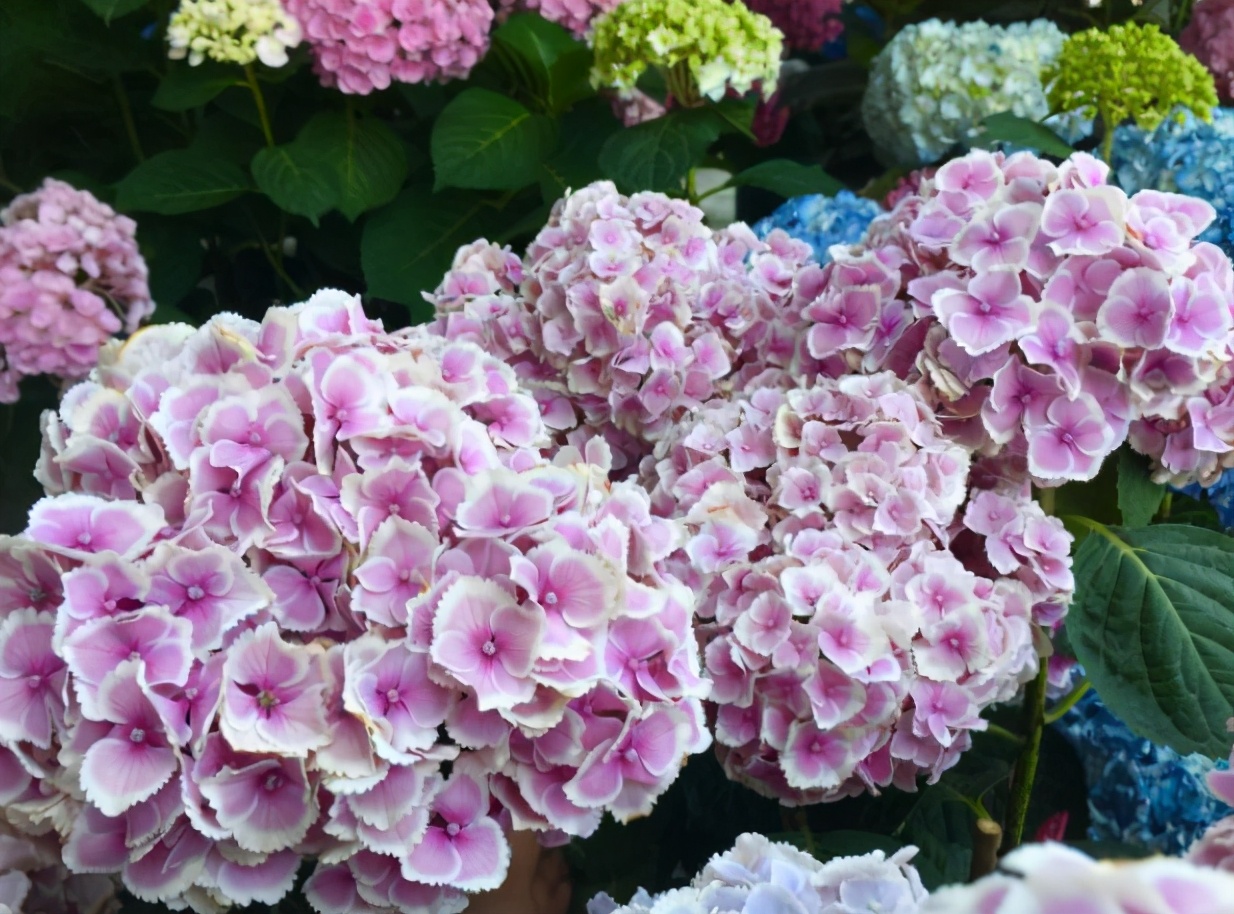 绣球想要花大,绣球想要大花如何施肥