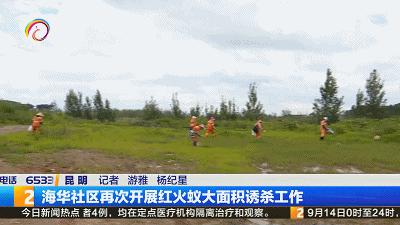 “一旦蚁群吞食诱饵，12个小时后就会出现大面积死亡！”昆明这个社区再次开展红火蚁诱杀工作