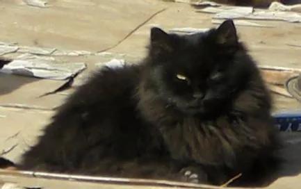 世人只知道猫可爱的一面,临清狮猫和布偶猫后代