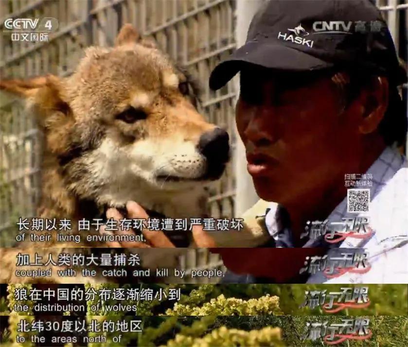 哈士奇养成狼,狼被养成了哈士奇