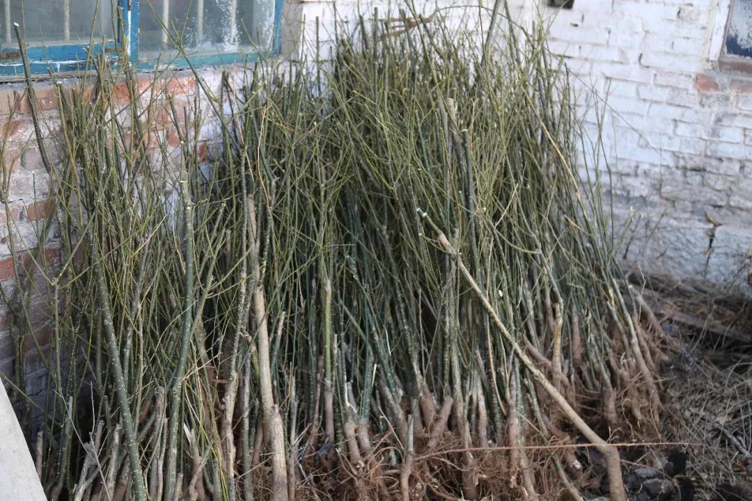 磁县大红脑村：柴书记！全村百姓要跟着你干下去