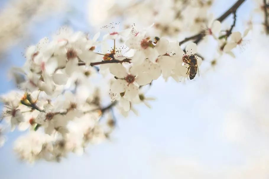 小孩被蜜蜂追着蜇伤,儿童被蜜蜂蛰了有没有刺怎么看