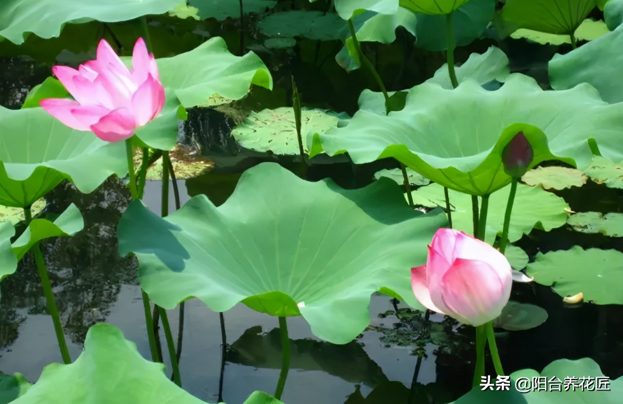 适合室内养的耐干旱少阳光的花,这5种花晒不死太阳越大开花越多