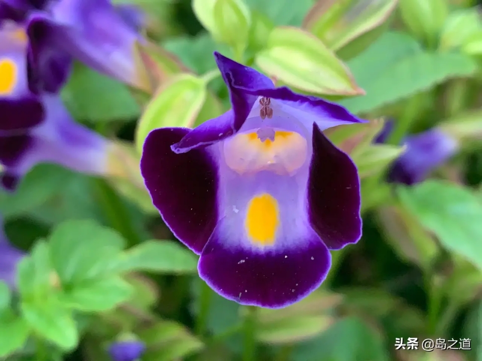 含12生肖的植物名,用十二生肖组成的植物名