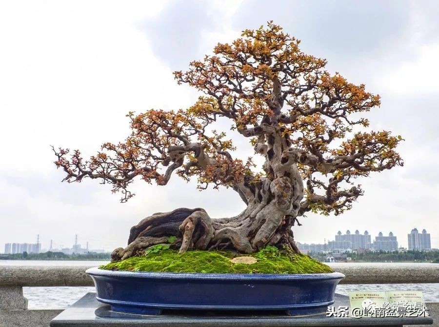 我国盆景艺术的发展现状,中国盆景发展现状论文