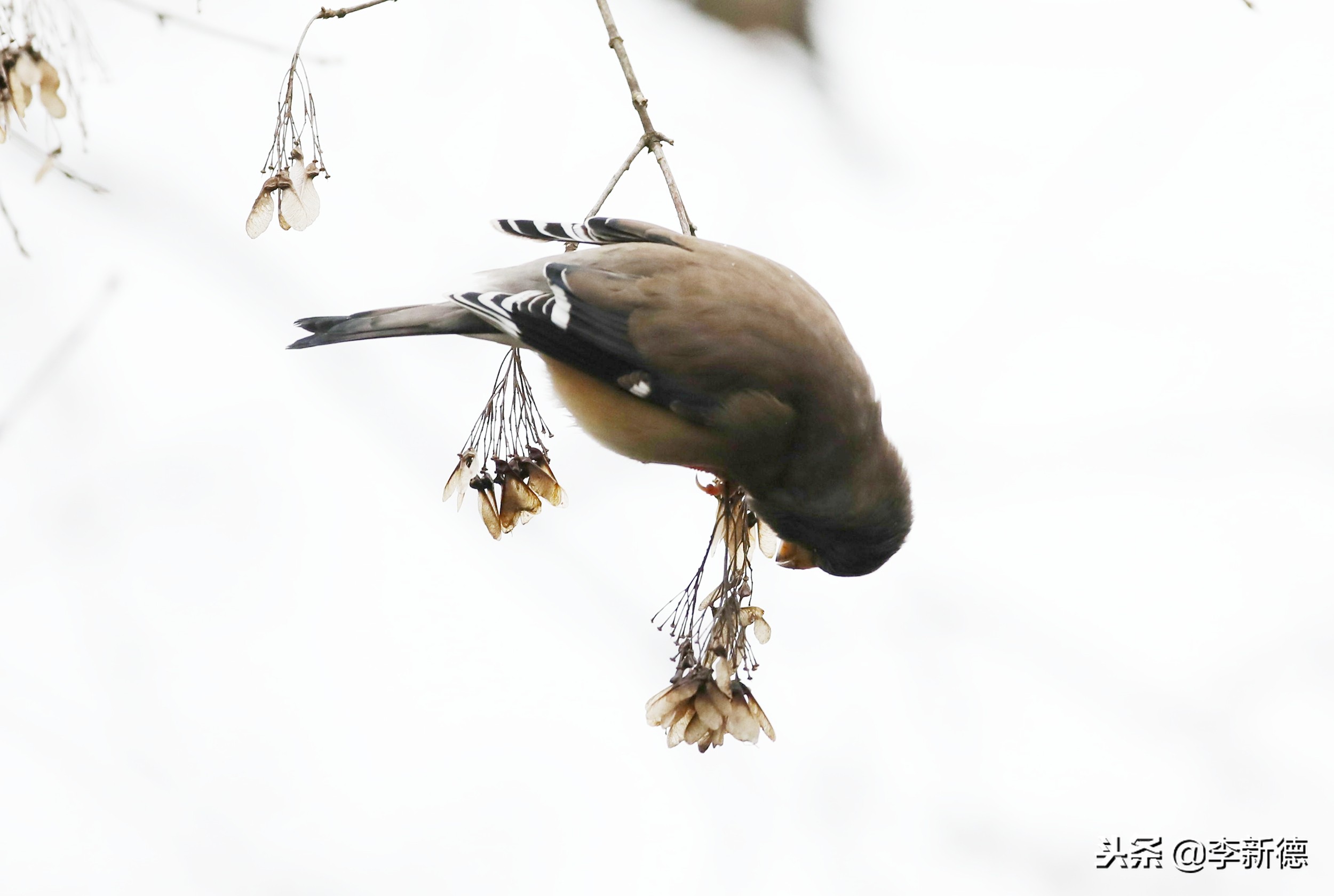 合肥望江西路蜀峰湾,合肥蜀峰湾有什么鸟