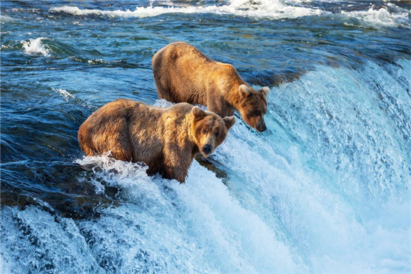 没有医生，动物生病了怎么办？