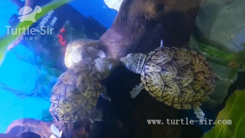 养龟之道如何掌握适宜龟缸水位,养龟如何判断龟缸水质好坏