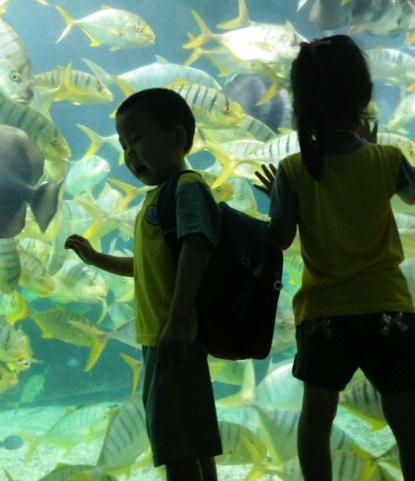 深圳小梅沙海洋世界特价,深圳小梅沙海洋世界团购票多少钱