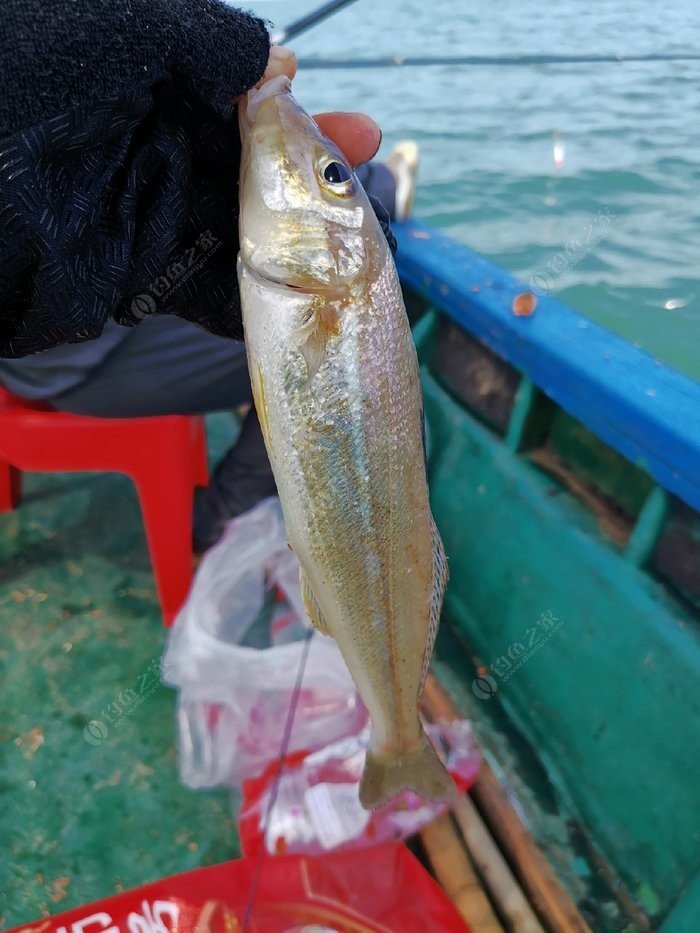 矶钓一竿远,精彩矶钓