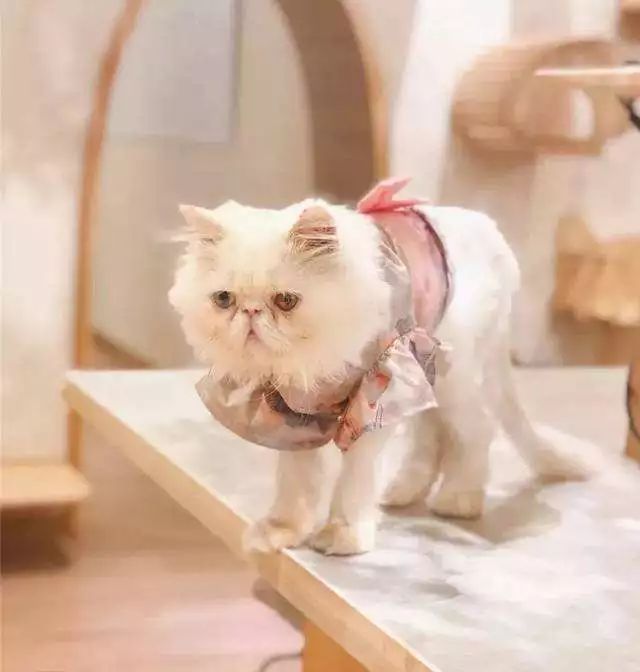 吸猫养狗和养猫的不同之处,养宠物猫比较流行的城市