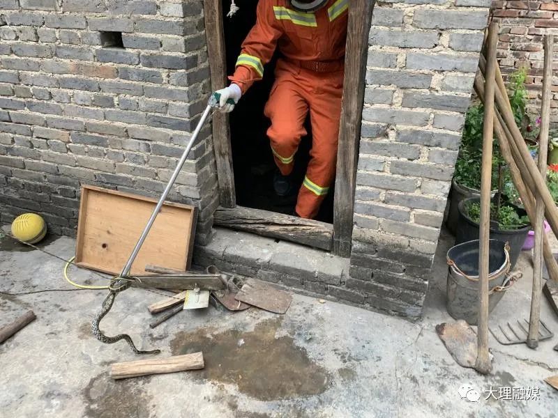 夏天小心蛇出没,小心蛇出没夏秋季节