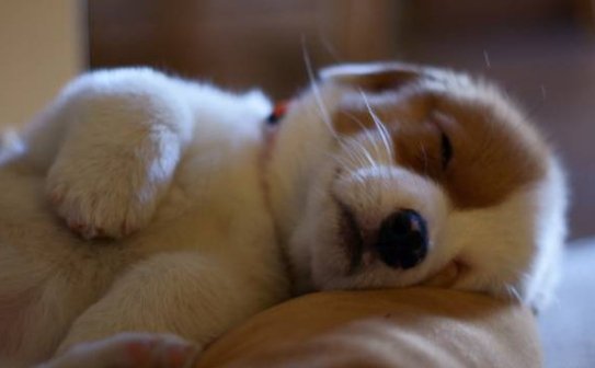 小狗刚到家一直叫能打吗,小狗被凶了就听话了