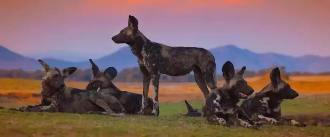 孩子暑期必看的50部神级纪录片,适合孩子和家长一起看的纪录片